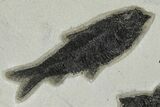 Multiple Fossil Fish (Knightia) Plate - Wyoming #222874-1